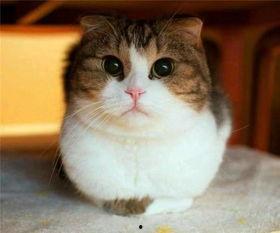 娱乐圈吃瓜猫是谁啊图片,揭秘网络红人的真实身份