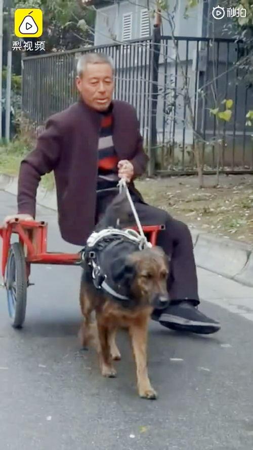 娱乐吃瓜酱小狗看坐在小车里,揭秘小车里的大秘密