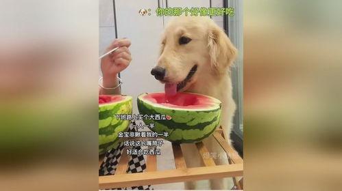 娱乐吃瓜酱小狗看坐在小车里,揭秘小车里的大秘密