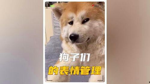 娱乐吃瓜酱小狗看坐在小车里,揭秘小车里的大秘密